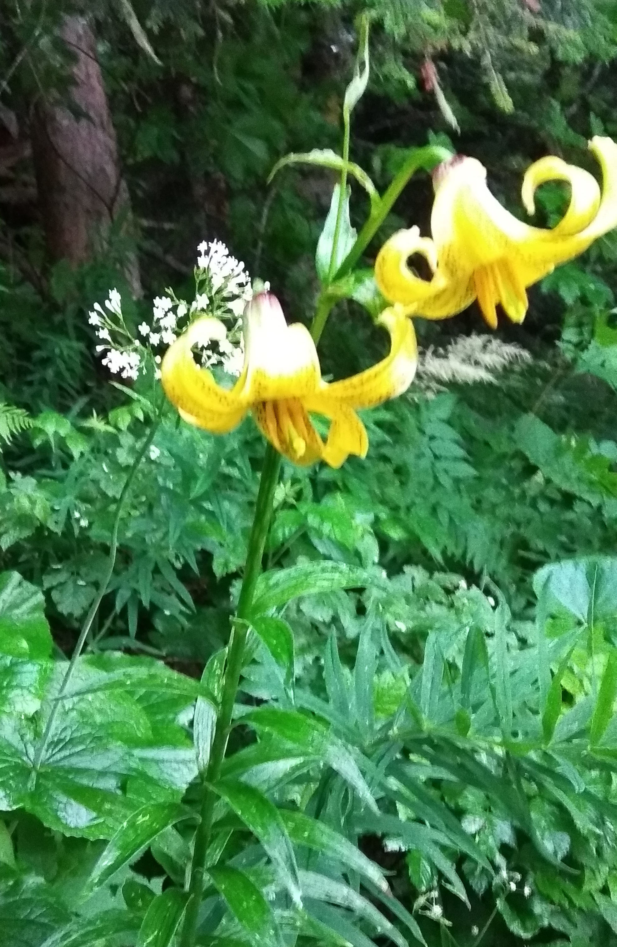Желтые лилии